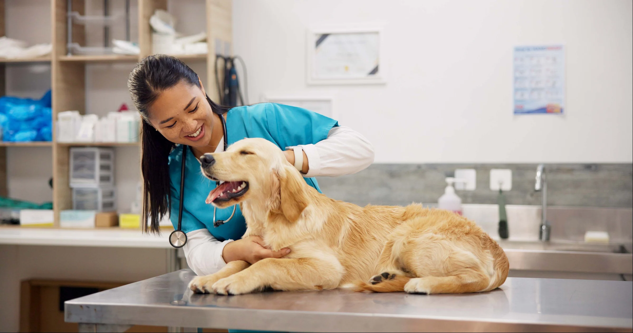 Veterinario cuidando a un golden retriever
