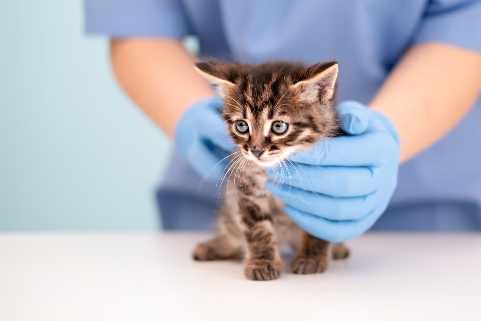 Una mascota feliz recibiendo atención veterinaria